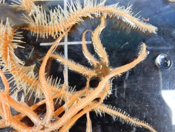 Media type: image;   Invertebrate Zoology 139334
